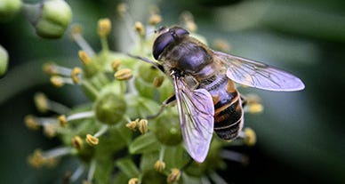 On veut de la biodiversité